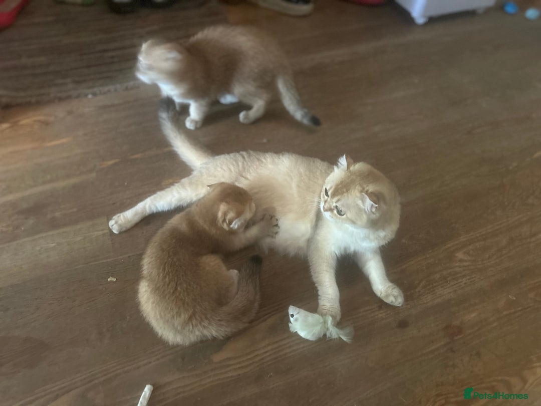 Scottish Fold cats for sale: Gold Chinchilla Scottish fold baby’s  - Image 16