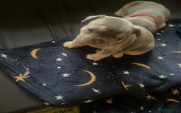 French Bulldog dogs for sale: French bulldogs - Image 5