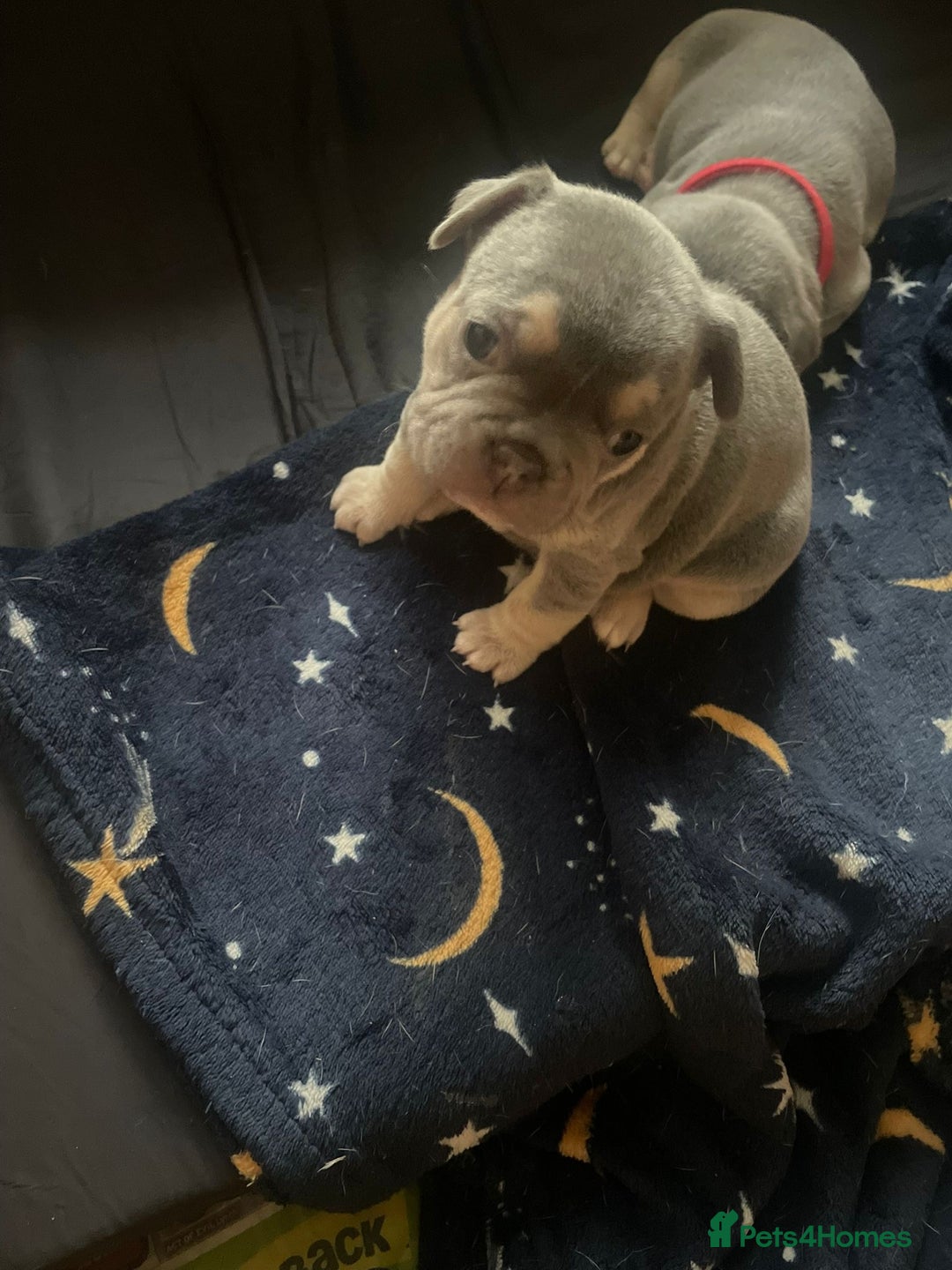 French Bulldog dogs for sale: French bulldogs - Image 5