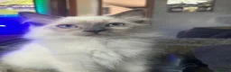 Ragdoll cats for sale: Ragdoll Kittens in Brandon - Advert 9