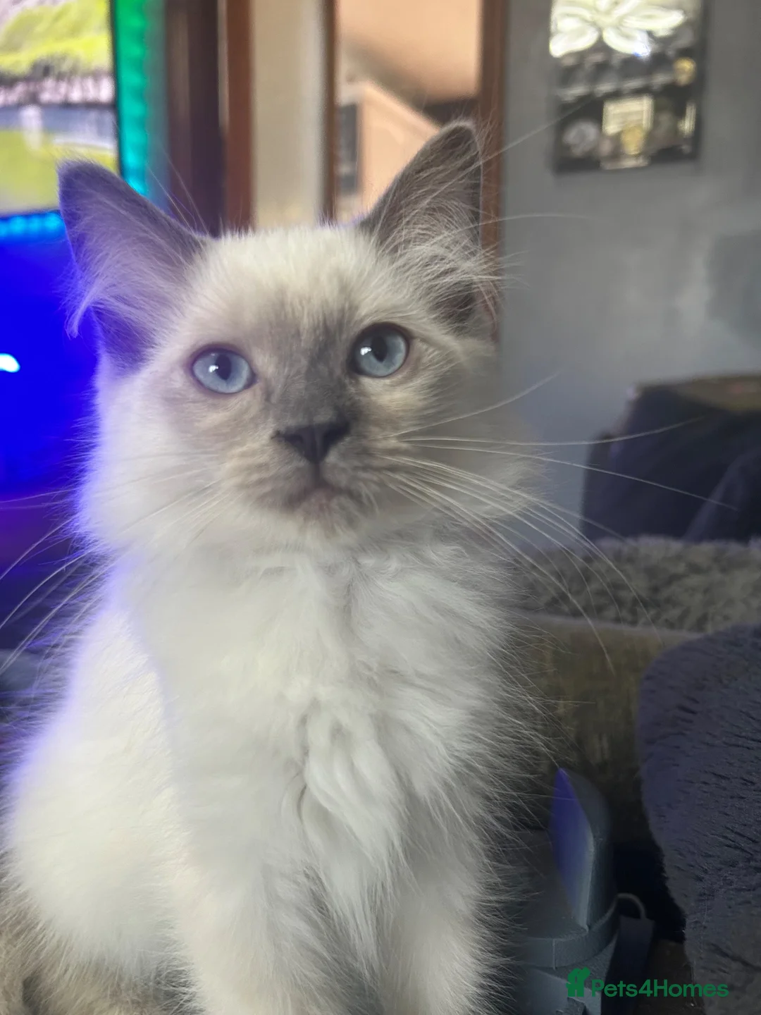Ragdoll cats for sale: Ragdoll Kittens in Brandon - Advert 9