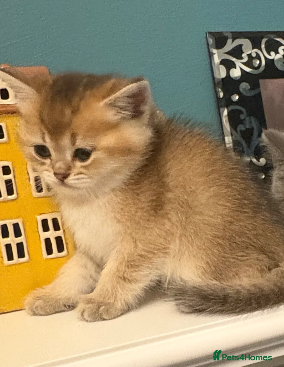 British Shorthair cats for sale: Exquisite confident silver/gold bsh kittens READY  - Advert 2
