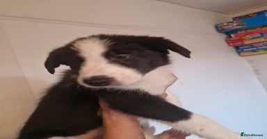 Border Collie dogs - Advert 7