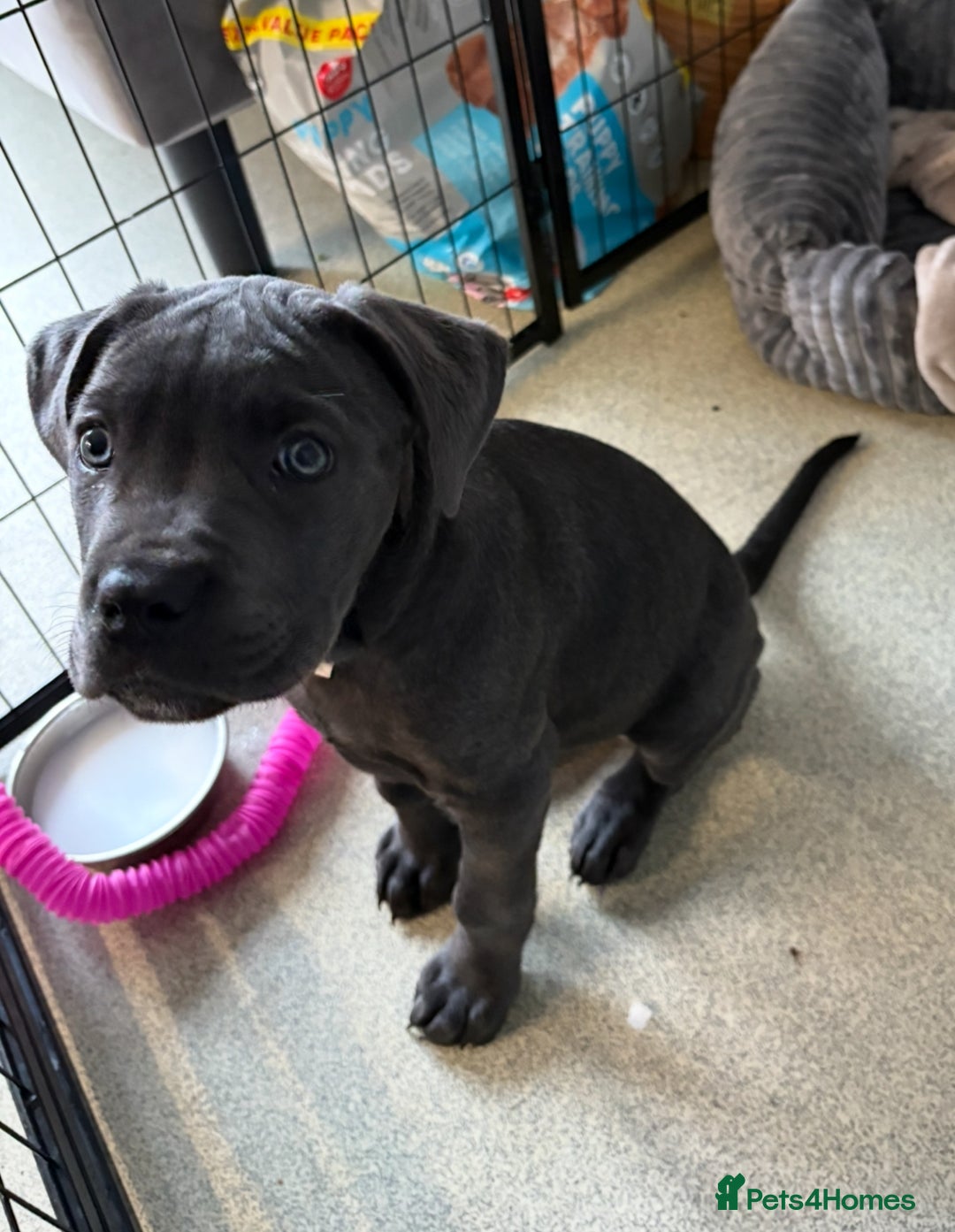 Cane Corso dogs for sale: 1 full blue female cane corso 9wks ready now - Image 4