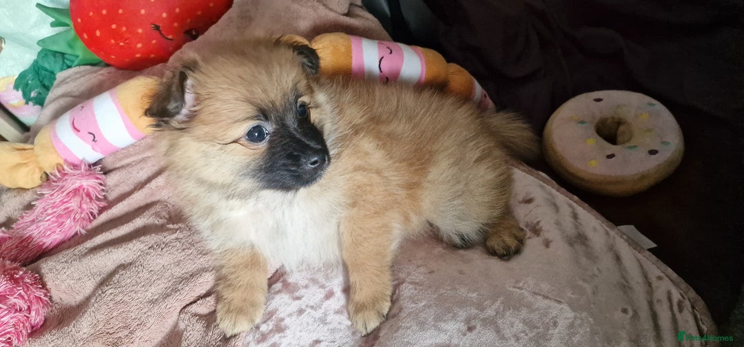 Pomeranian dogs for sale: Gorgeous Pomeranian puppies for sale - Image 10