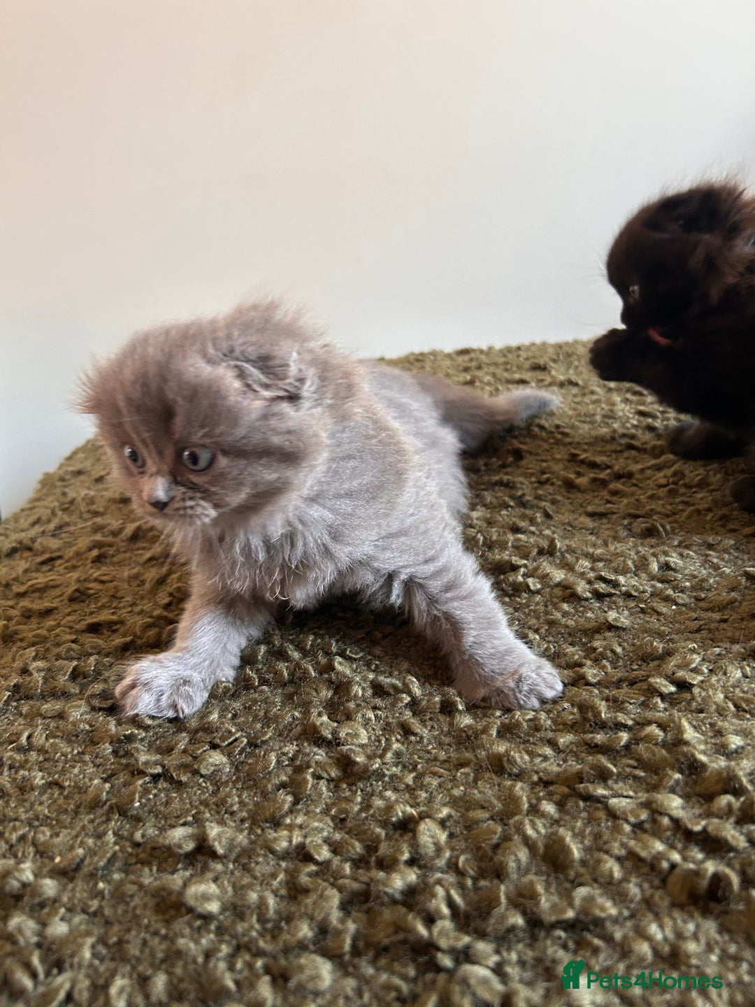 Scottish Fold cats for sale: 2 female Scottish fold cross kittens for sale  - Image 8