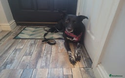 Mixed Breed dogs for adoption: ❤️Carmen — 3,5-4 years old small-to-medium girl❤️ - Advert 4