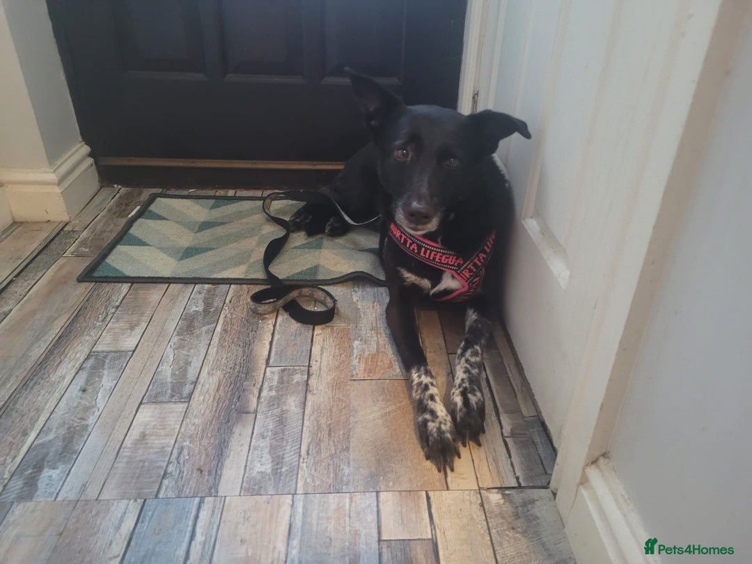 Mixed Breed dogs for adoption: ❤️Carmen — 3,5-4 years old small-to-medium girl❤️ - Advert 4