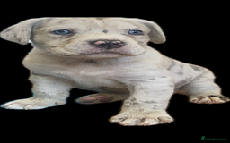Mixed Breed dogs for sale: LAST FEMALE MISSY Cane Corso X Neapolitan Mastiffs in London - Image 29