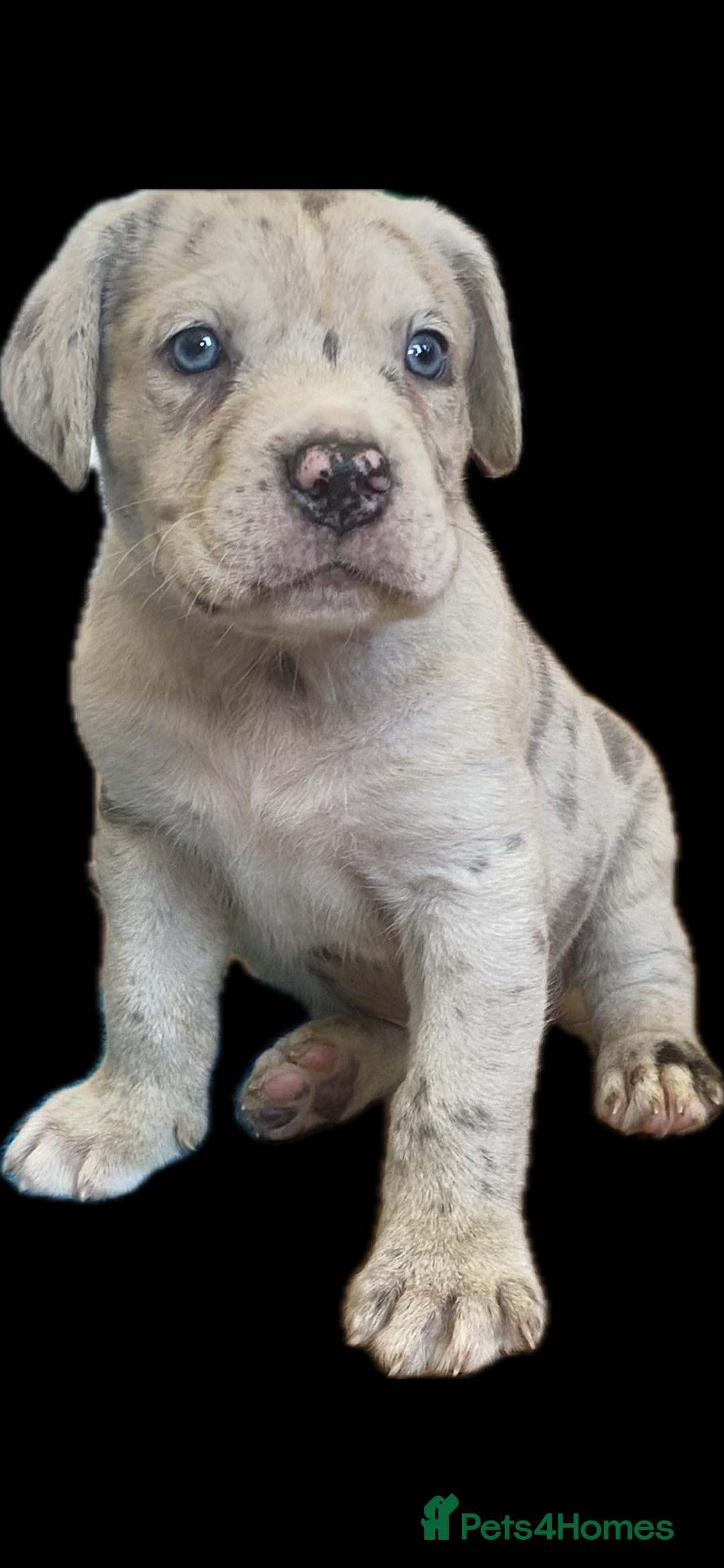 Mixed Breed dogs for sale: LAST FEMALE MISSY Cane Corso X Neapolitan Mastiffs in London - Image 29