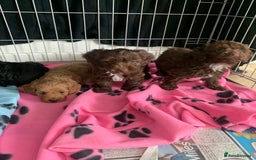 Cockapoo dogs for sale: Cockapoo puppies ready now - Image 12