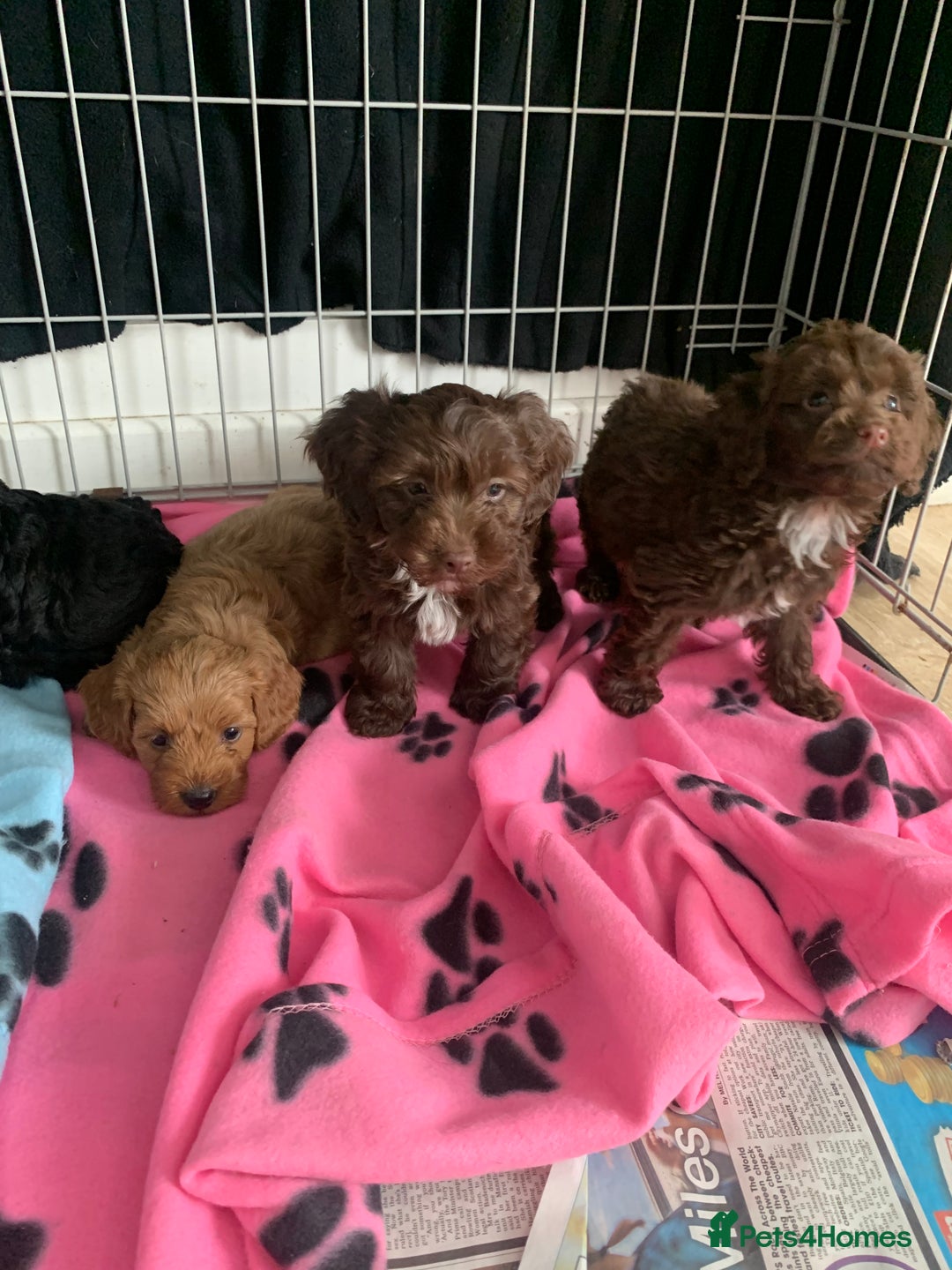 Cockapoo dogs for sale: Cockapoo puppies ready now - Image 12
