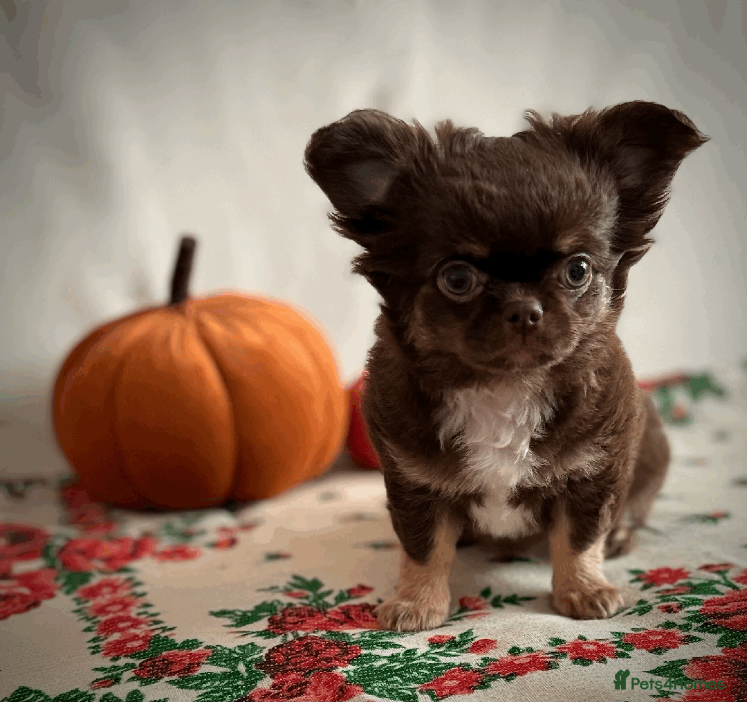 Chihuahua dogs for sale: Long coat chihuahua puppies  - Image 3