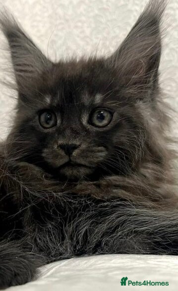Maine Coon cats Male Stunning xl Maine coon kittens - Advert 1