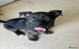 Mixed Breed dogs for sale: Bobby - Advert 3