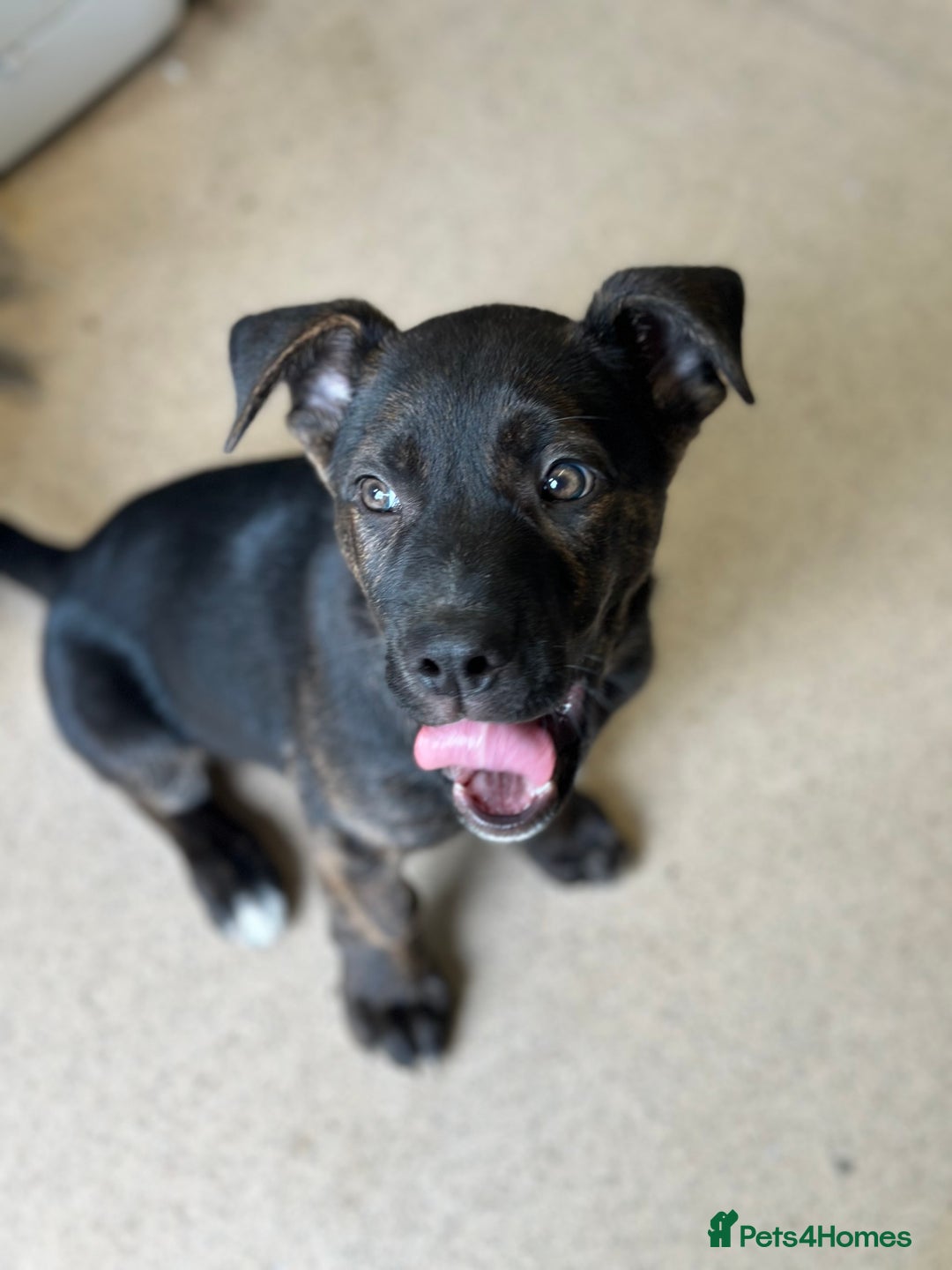 Mixed Breed dogs for sale: Bobby - Advert 3