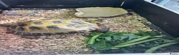 Tortoise reptiles for sale: Horsefield Tortoise in Coventry - Advert 3