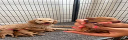 Cockapoo dogs for sale: Beautiful Cockapoo Puppies in Bristol - Advert 16