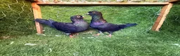 Pigeons birds for sale: Beautiful Vaccinated Pigeons – Quick Sale £20 - Advert 7