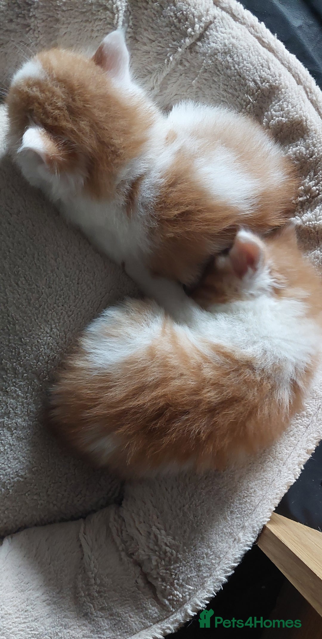 Mixed Breed cats for sale: 2 fluffy ginger boys  - Advert 14