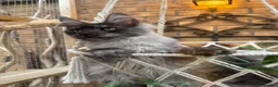 Maine Coon cats for sale: Exceptional pedigree MaineCoons - Phantom & Sprite - Advert 8