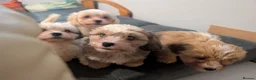 Mixed Breed dogs for sale: Adorable little bundles of joy!!  in Margate - Advert 8