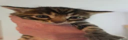 Mixed Breed cats for sale: Bengal cross kittens - stunning colours in Stroud - Advert 20