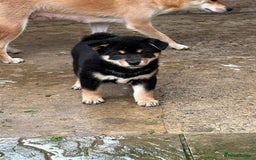 Japanese Shiba Inu dogs for sale: Multi champion Japanese Shiba Inu’s - Image 22