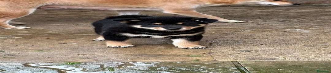 Japanese Shiba Inu Puppy 4