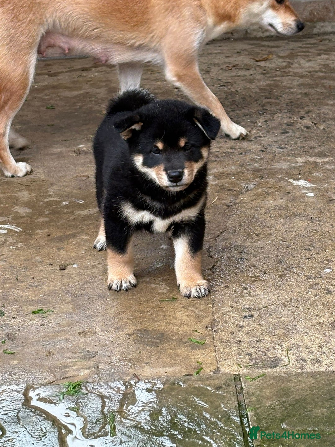 Japanese Shiba Inu dogs for sale: Multi champion Japanese Shiba Inu’s - Image 22