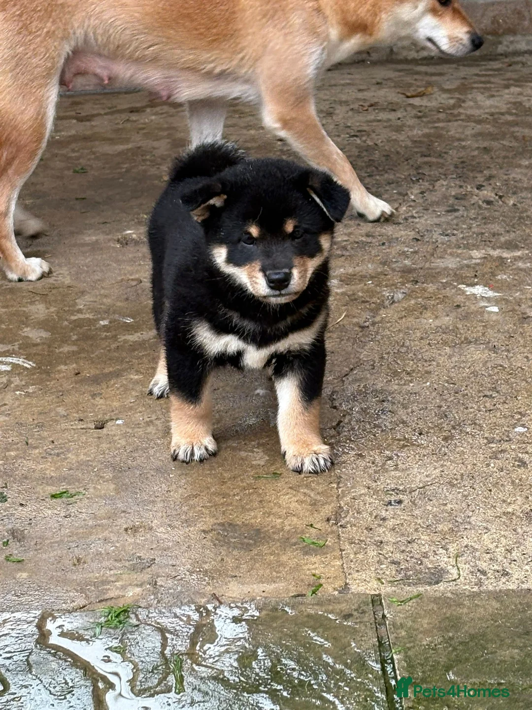 Japanese Shiba Inu dogs for sale: Multi champion Japanese Shiba Inu’s - Advert 4