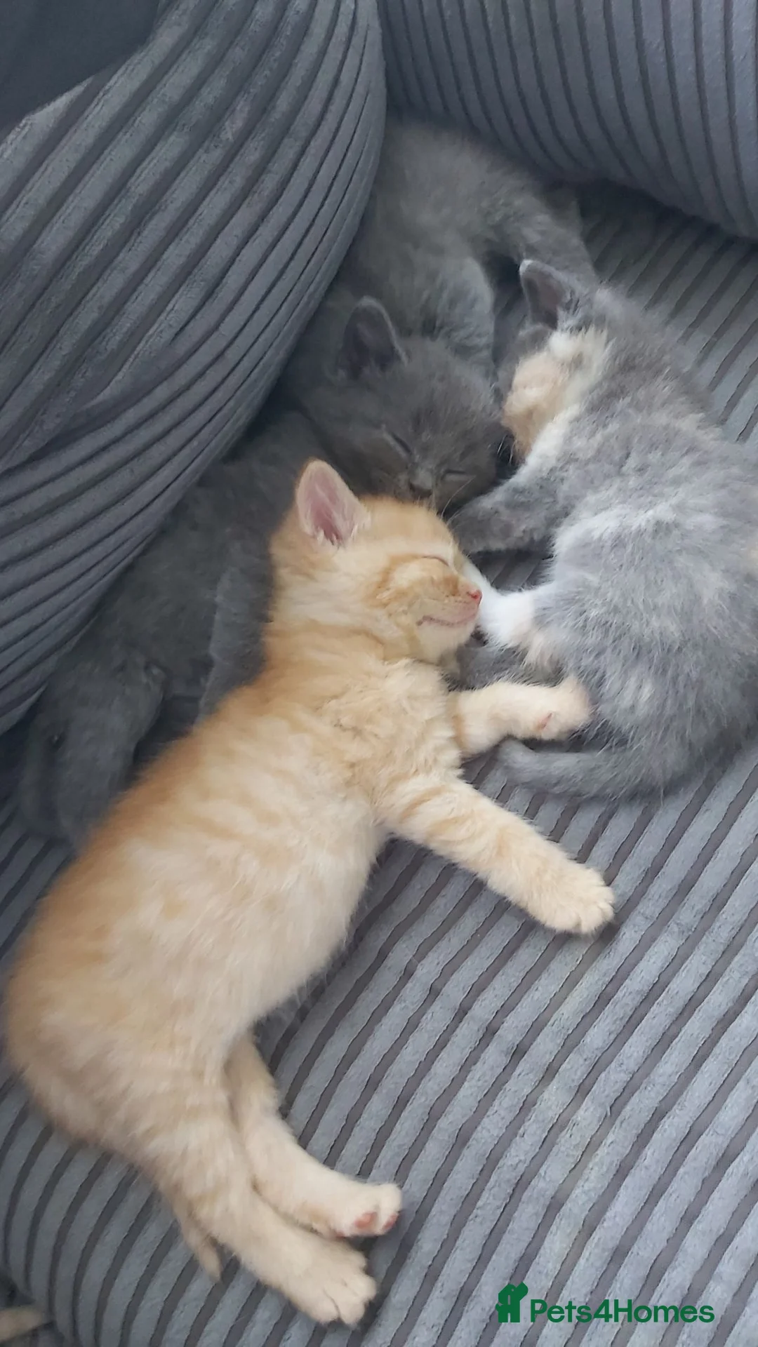 British Shorthair cats for sale: 7 gorgeous healthy bsh Cross moggy in Manchester - Advert 17