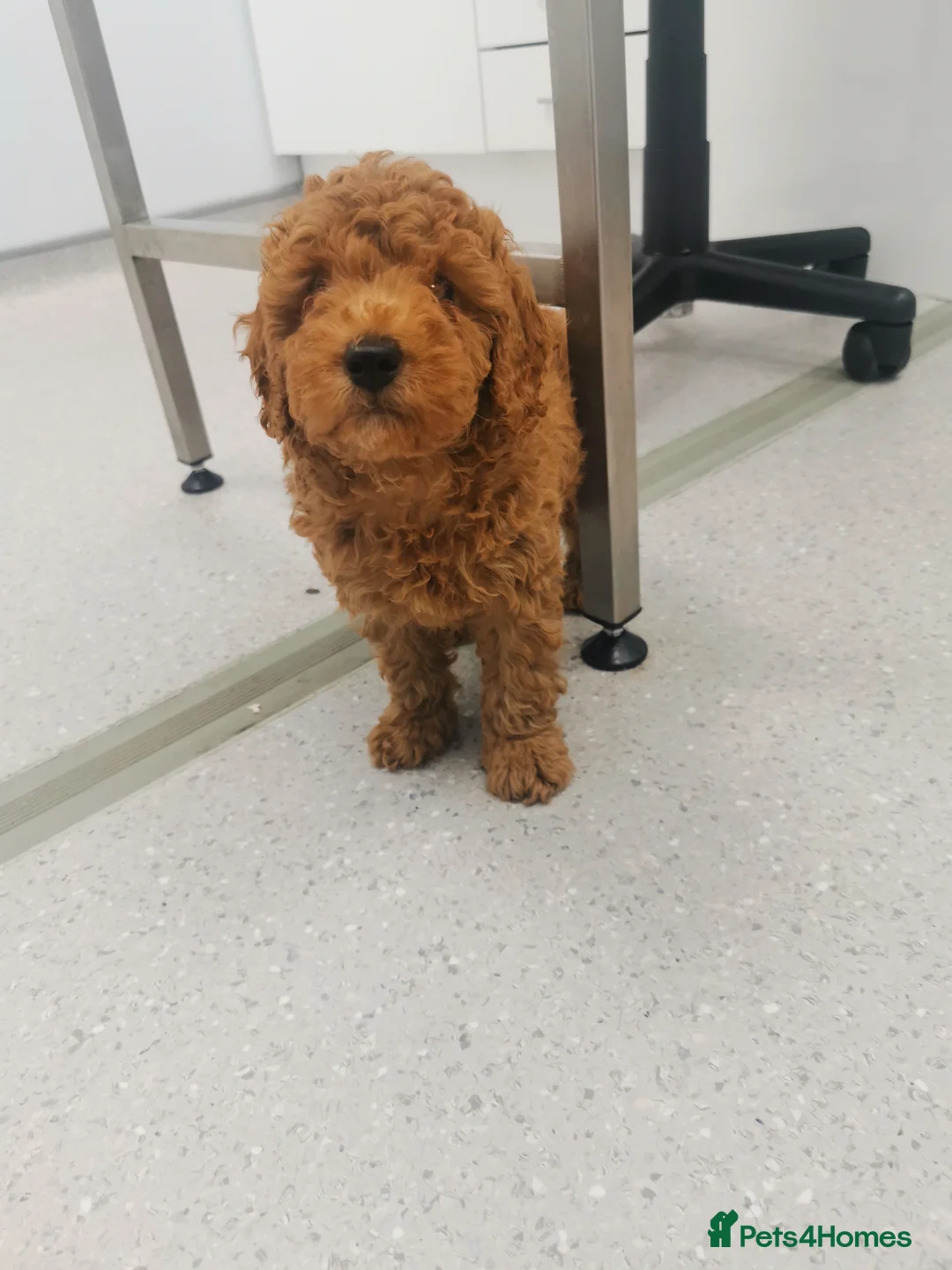 Toy Poodle dogs for sale:  READY TO LEAVE High quality kc regstrd toy poodle - Advert 2