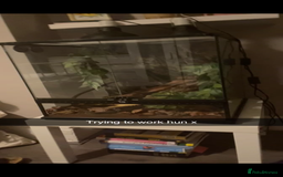 Frog reptiles for sale: Two Whites Tree Frogs and Exo Terra Terrarium  - Image 2