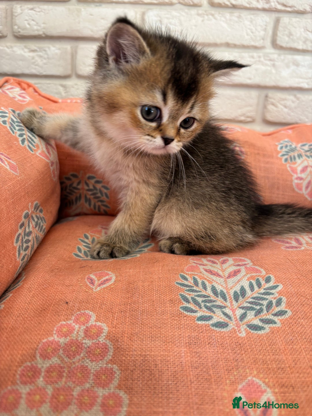 Scottish Fold cats for sale: Scottish fold pedigree kittens - Image 8