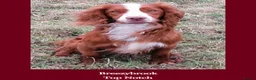 Cocker Spaniel dogs for sale: Beautiful KC Reg. Cocker Spaniels price reduced..  - Advert 12