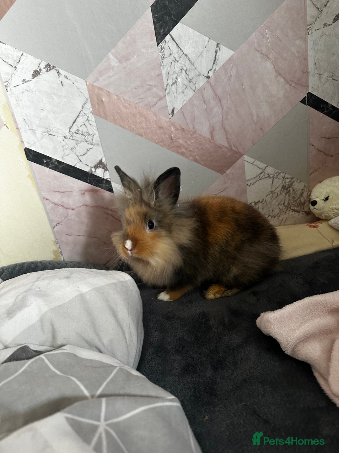 Mini Lop rabbits for sale: Boy rabbits + boy guinea pigs  - Advert 7