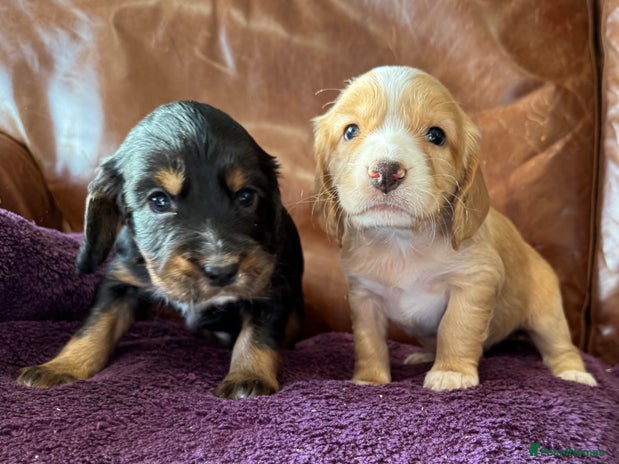 Cocker Spaniel dogs - Advert 8