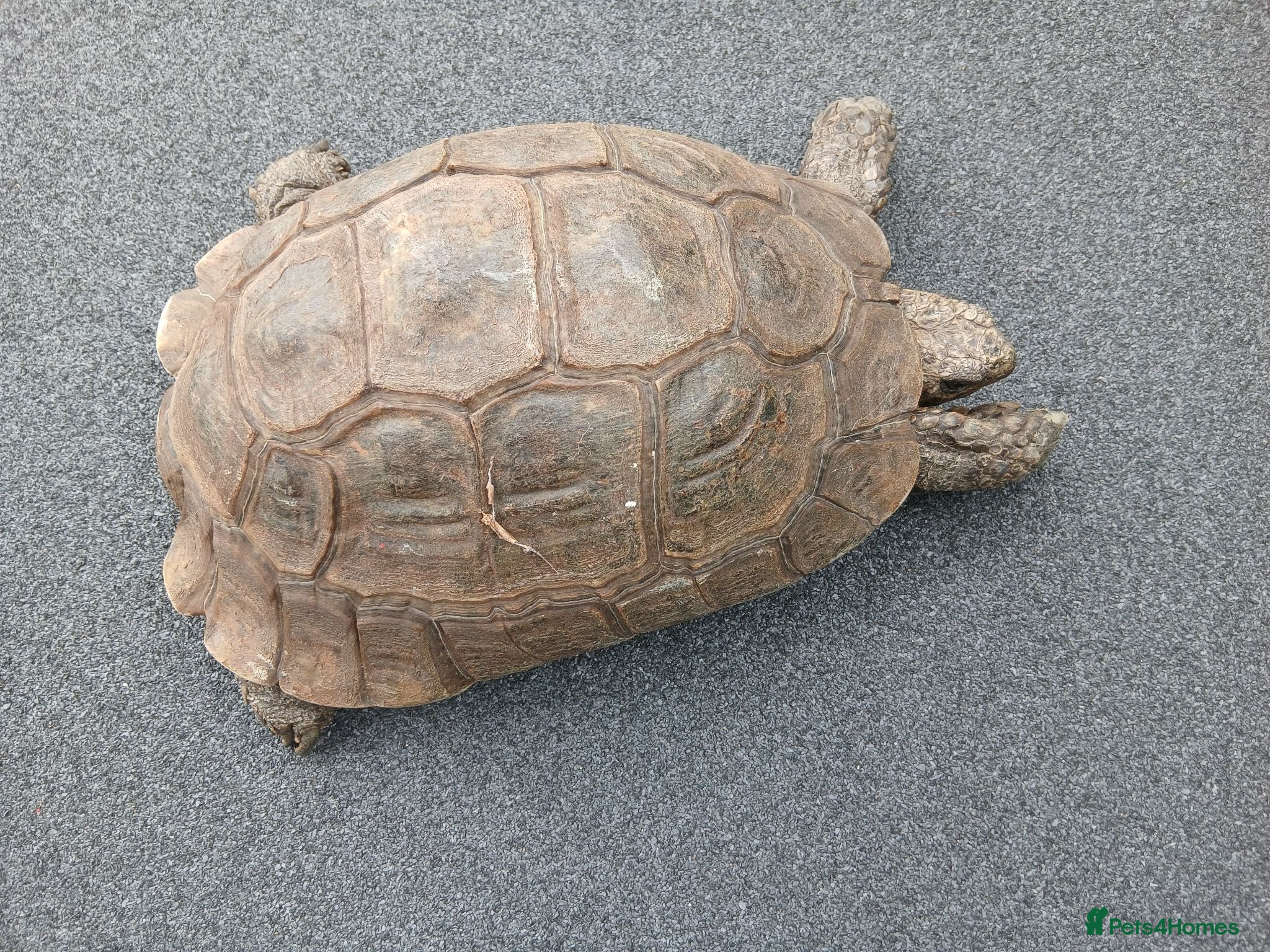 Tortoise reptiles Female Spur‑Thighed Tortoise - Advert 1