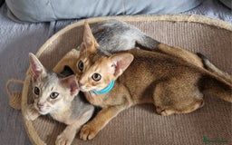 Abyssinian cats for sale: Pure Abyssinian kittens ❤️Ready to go 😍  - Image 10