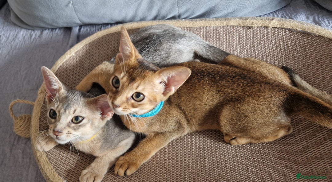 Abyssinian cats for sale: Pure Abyssinian kittens ❤️Ready to go 😍  - Image 10
