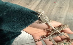 Bearded Dragon reptiles for sale: Bearded Dragon Babies - Advert 20