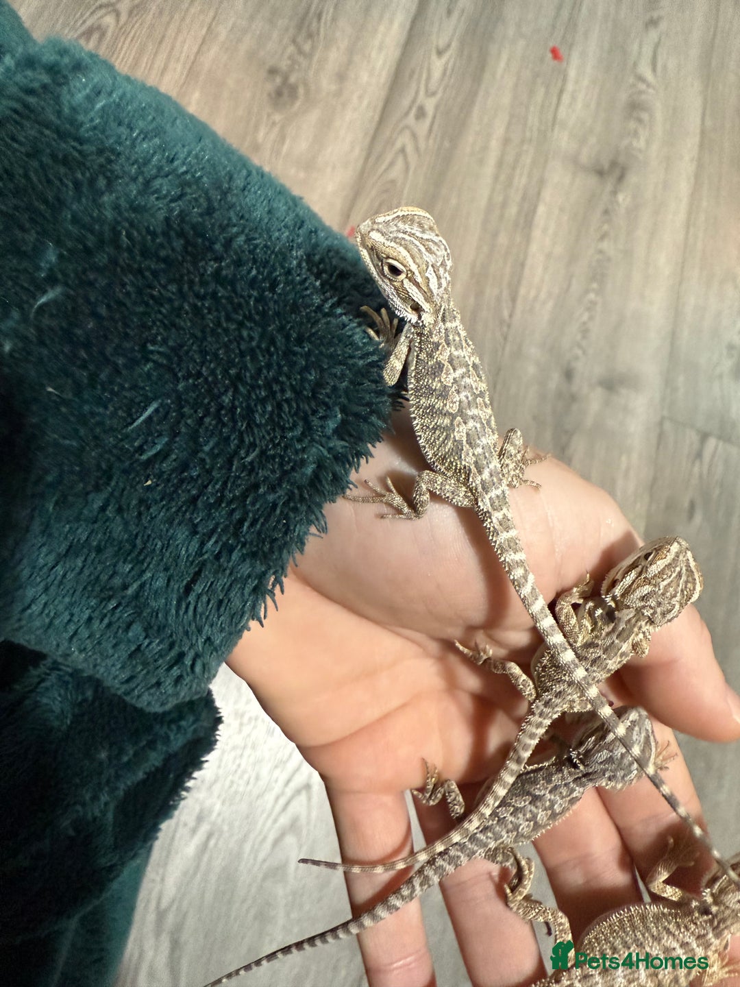 Bearded Dragon reptiles for sale: Bearded Dragon Babies - Advert 20