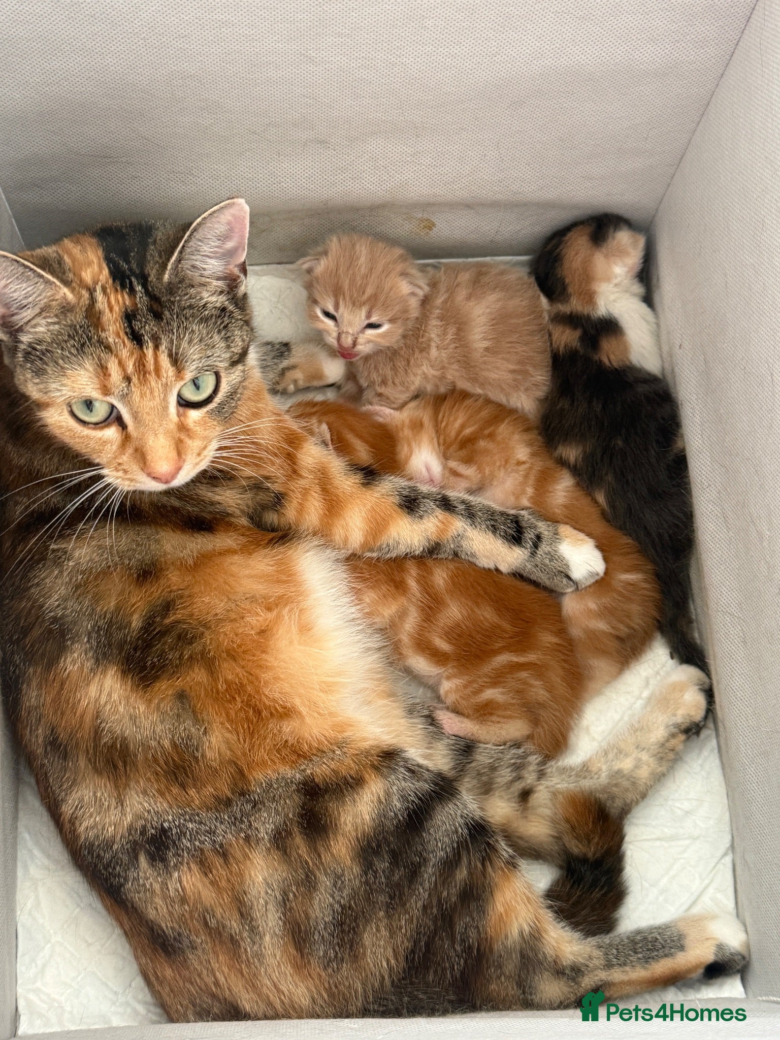 Mixed Breed cats Mix litter - Advert 17