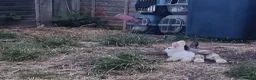 Dutch rabbits for sale: Sweetest Explorer  - Advert 7