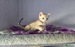 Bengal cats for sale: TICA Champion Bengal Kittens  - Image 26