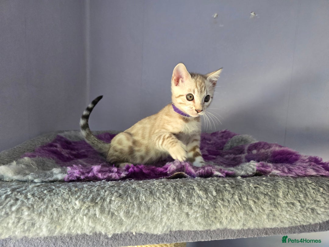 Bengal cats for sale: TICA Champion Bengal Kittens  - Image 26