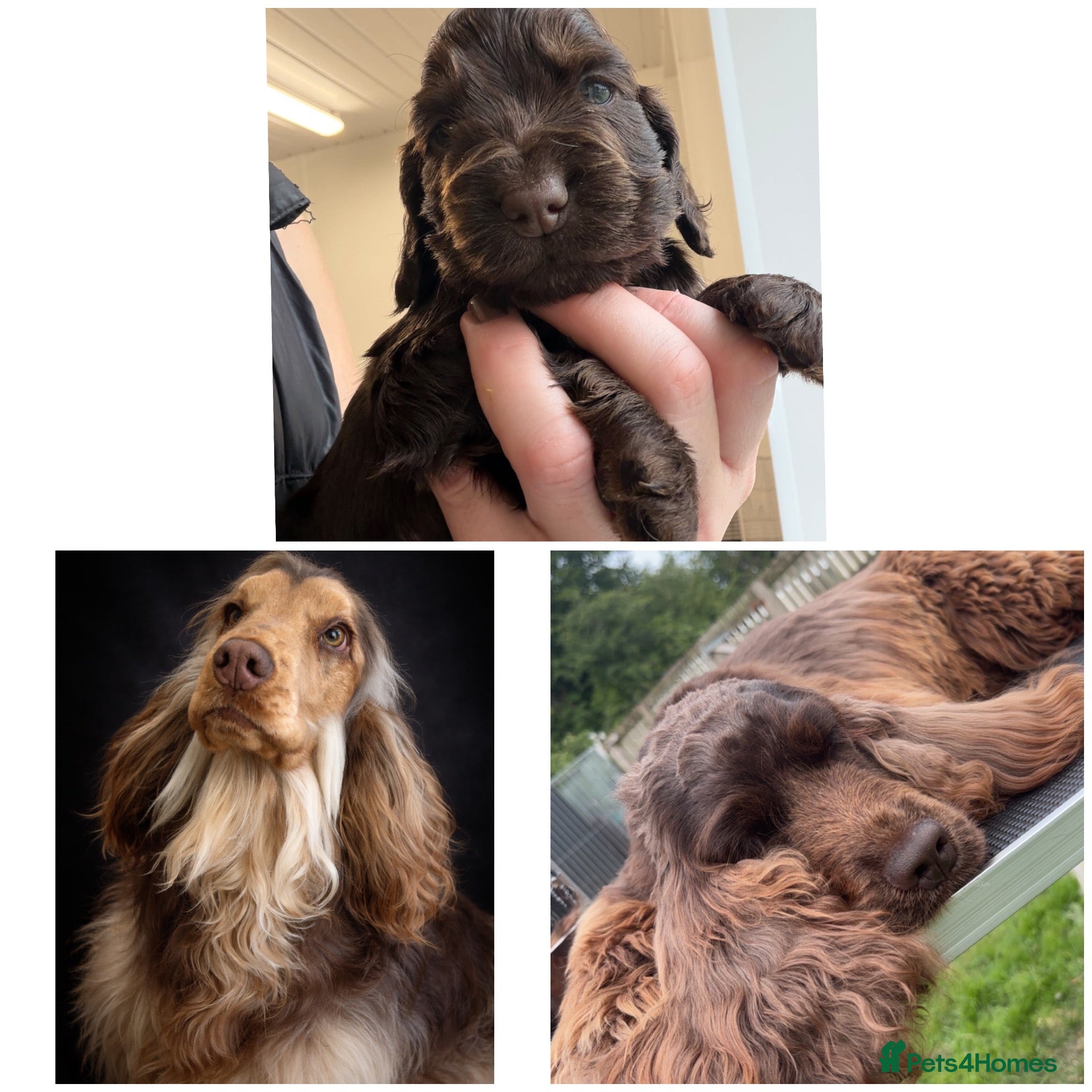Cocker Spaniel dogs 🤎 KC show cocker spaniels 🤎 - Advert 1