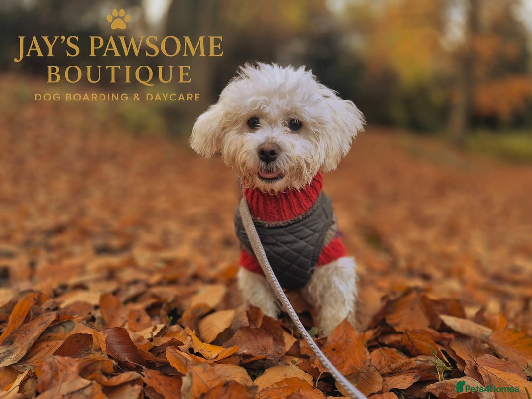 Maltese dogs for sale: Beautiful maltese male 6mnths old - Advert 2