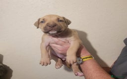 Presa Canario dogs for sale: Stunning litter of Presa Canario Puppies - Image 21